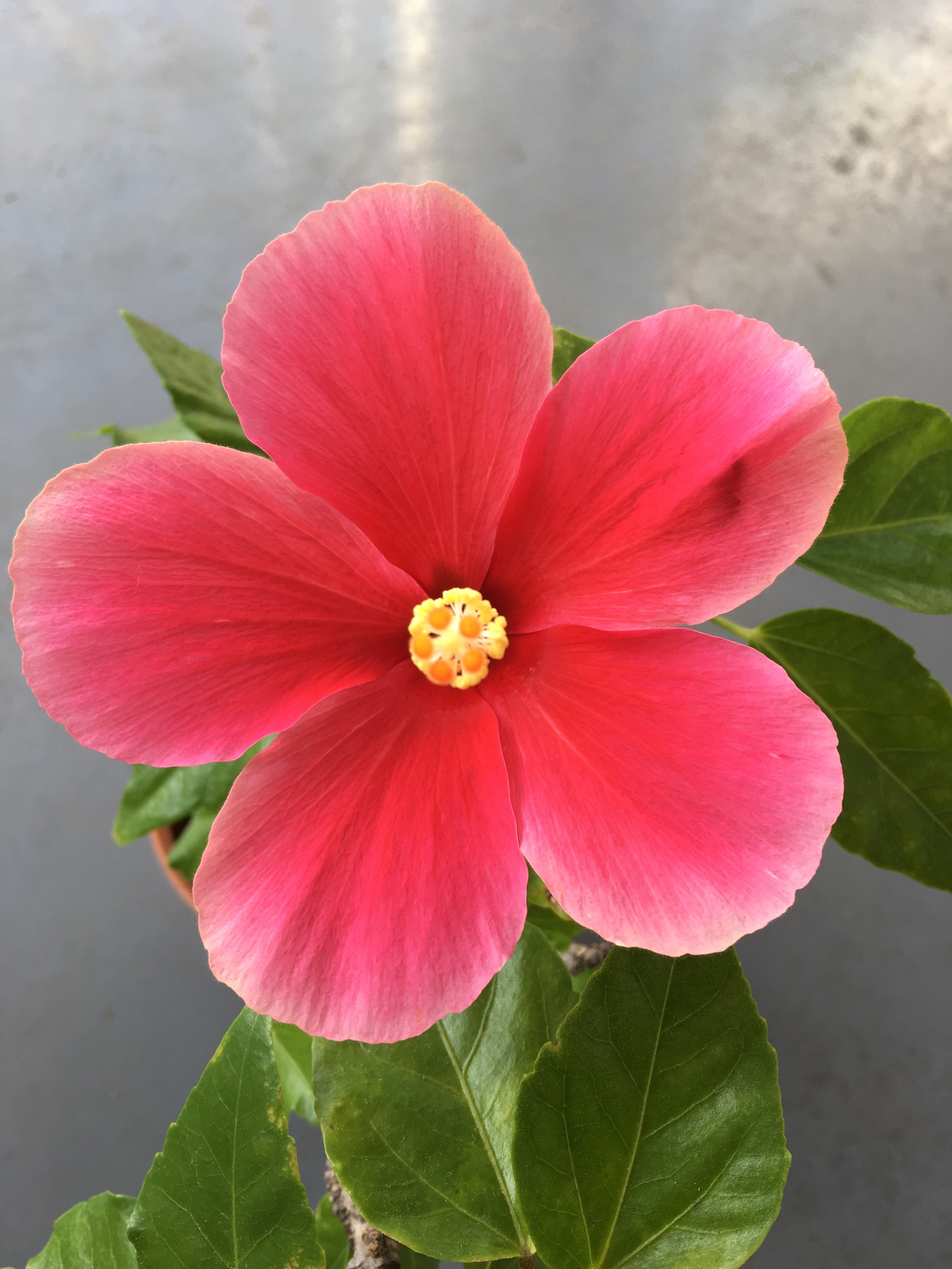 ルクセンブルクこども日本語表現